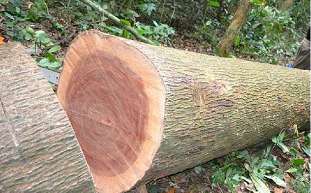 So sánh Xoan Đào Nam Phi Sapelli và Sipo, phân biệt với Xoan Đào Lào