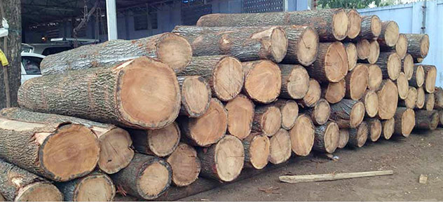 gỗ tần bì nhập khẩu