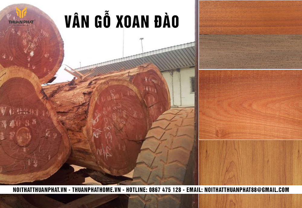 Gỗ veneer xoan đào là loại gỗ công nghiệp phủ veneer được làm từ gỗ xoan đào tự nhiên